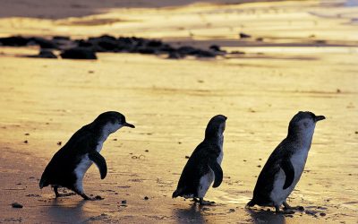 Little Penguin Colony